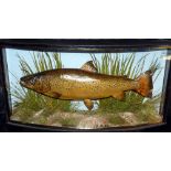 CASED FISH: Preserved Trout by J Cooper Radnor St., London in bow front gilt lined gilt written