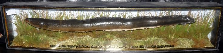 CASED FISH: Rare preserved Common Eel by AJ Hall Romford in gilt lined bow front case, 45"x9.5"