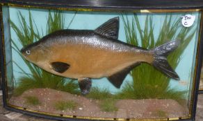 CASED FISH: Preserved Bream by J Cooper & Son, Radnor St., London in gilt lined bow front case, 26"
