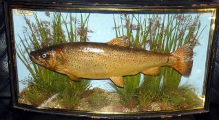 CASED FISH: Preserved Trout by J Cooper Radnor St., London in gilt lined bow front case, 25"x13"x6",