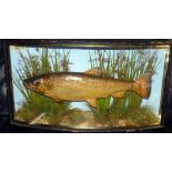 CASED FISH: Preserved Trout by J Cooper Radnor St., London in gilt lined bow front case, 25"x13"x6",
