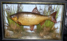 CASED FISH: Preserved Roach by J Cooper, Radnor St., London roach in gilt lined flat front case,