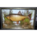 CASED FISH: Preserved Roach by J Cooper, Radnor St., London roach in gilt lined flat front case,
