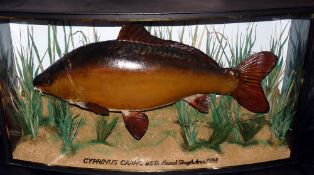 CASED FISH: Fine preserved Carp in glazed bow front gilt lined case, blue backboard, fully reeded