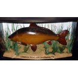 CASED FISH: Fine preserved Carp in glazed bow front gilt lined case, blue backboard, fully reeded