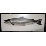 PRINT ON BOARD: Print on wood board depicting salmon, printed legend "A.M. Miller, March 1972,