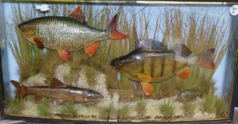 CASED FISH: Large multi species collection of fish in bow front gilt lined case by AJ Hall, Romford,