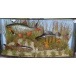 CASED FISH: Large multi species collection of fish in bow front gilt lined case by AJ Hall, Romford,