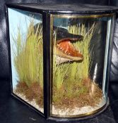 CASED FISH: Preserved Pike's head in bow front gilt lined Victorian style case, 13"x13"x12", AJ Hall