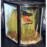 CASED FISH: Preserved Pike's head in bow front gilt lined Victorian style case, 13"x13"x12", AJ Hall