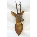 ROE DEER MOUNTED HEAD,