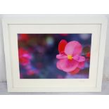 PINK BEGONIA BY GILLIAN BARRIE photographic print, signed and dated 2016 to the mount,