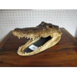 A CROCODILE HEAD