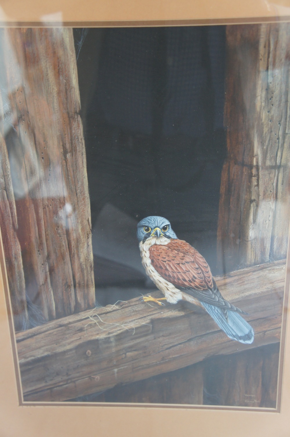 Jeremy Paul, Kestrel, Watercolour, Signed and titled, 16 x 12 ins. - Image 2 of 3