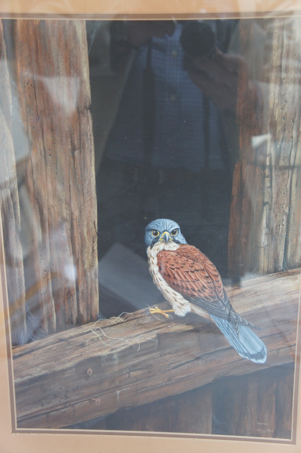 Jeremy Paul, Kestrel, Watercolour, Signed and titled, 16 x 12 ins.