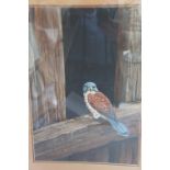 Jeremy Paul, Kestrel, Watercolour, Signed and titled, 16 x 12 ins.