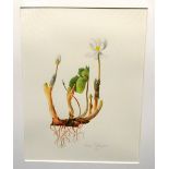 Jessica Tchereprine (nee Harris), a signed watercolour, Bloodroot. Framed and glazed. 12in (30cm)