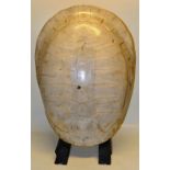 An Arrau Giant South American White River turtle shell. (Artargua.)27in (68.5cm). Nineteenth