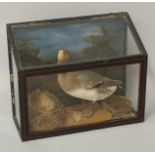 Taxidermy - a 19th Century French tableau of a duck and nests with painted back,