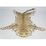 Taxidermy - a leopard skin with half mounted head, 230cm long overall,