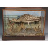 Taxidermy - a curlew in naturalistic setting, glazed case, 40cm high, 53cm wide, 22cm deep max.