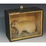 Taxidermy - an albino rat in naturalistic setting, glazed case, 20cm high, 25cm wide,