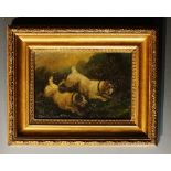 Armfield - a pair of terriers ratting, oil on board, 12cm x 17.