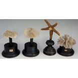 Three pieces of coral each mounted on an ebonised pedestal;