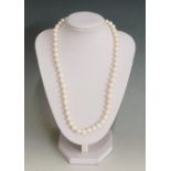 A single strand of cultured pearls of even size, 9ct gold clasp, 44cm long,