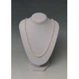 A graduated set of pearls with 9ct gold pearl set clasp, stamped and maker's mark H & SL,