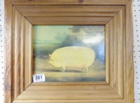 PIG PRINT. Pine framed antique style print of a pig 20 x15cm