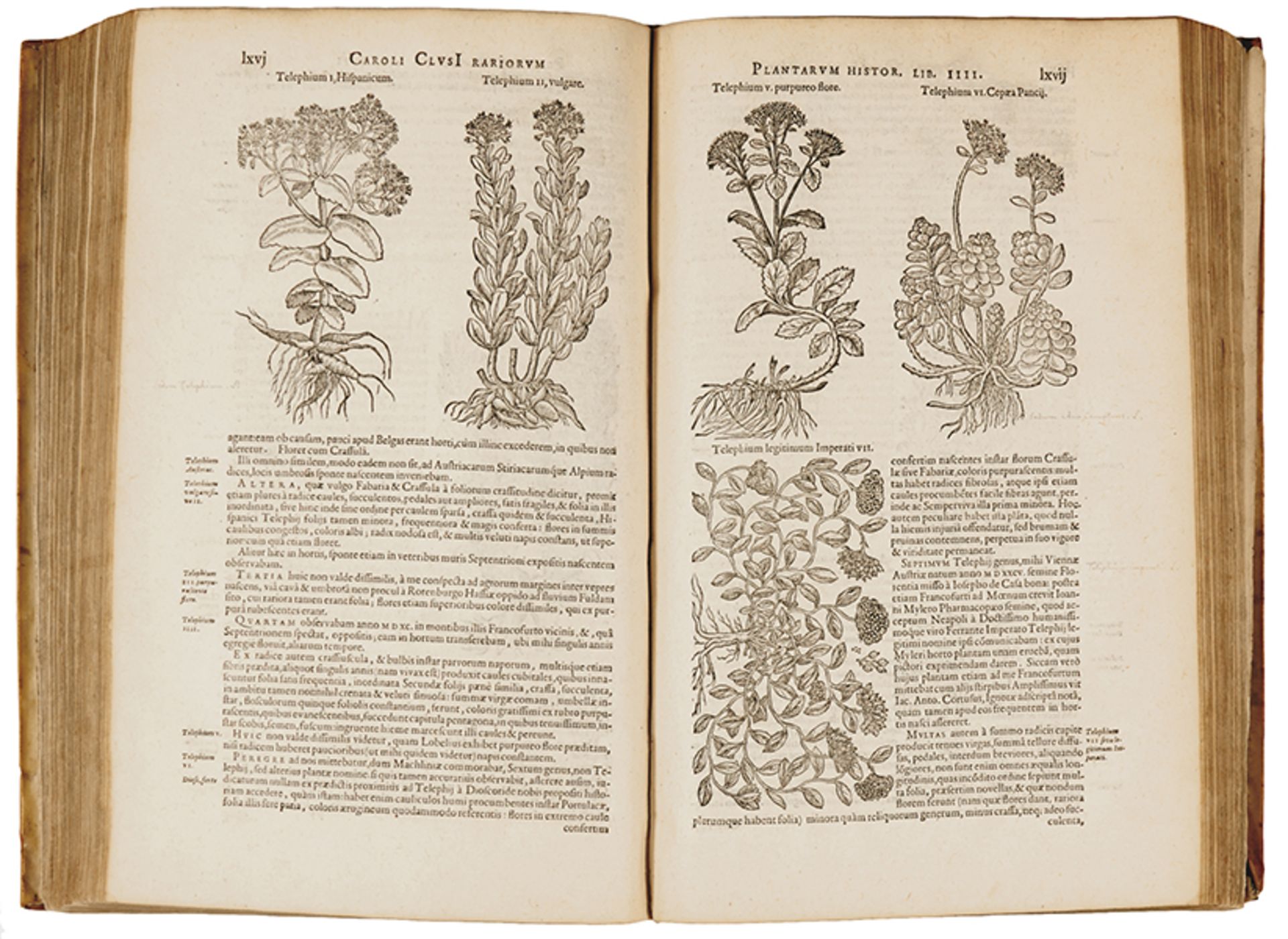 Biologie - Botanik - - Clusius, Carolus (das ist: Charles de L'Ecluse). Rariorum plantarum historia. - Image 2 of 3