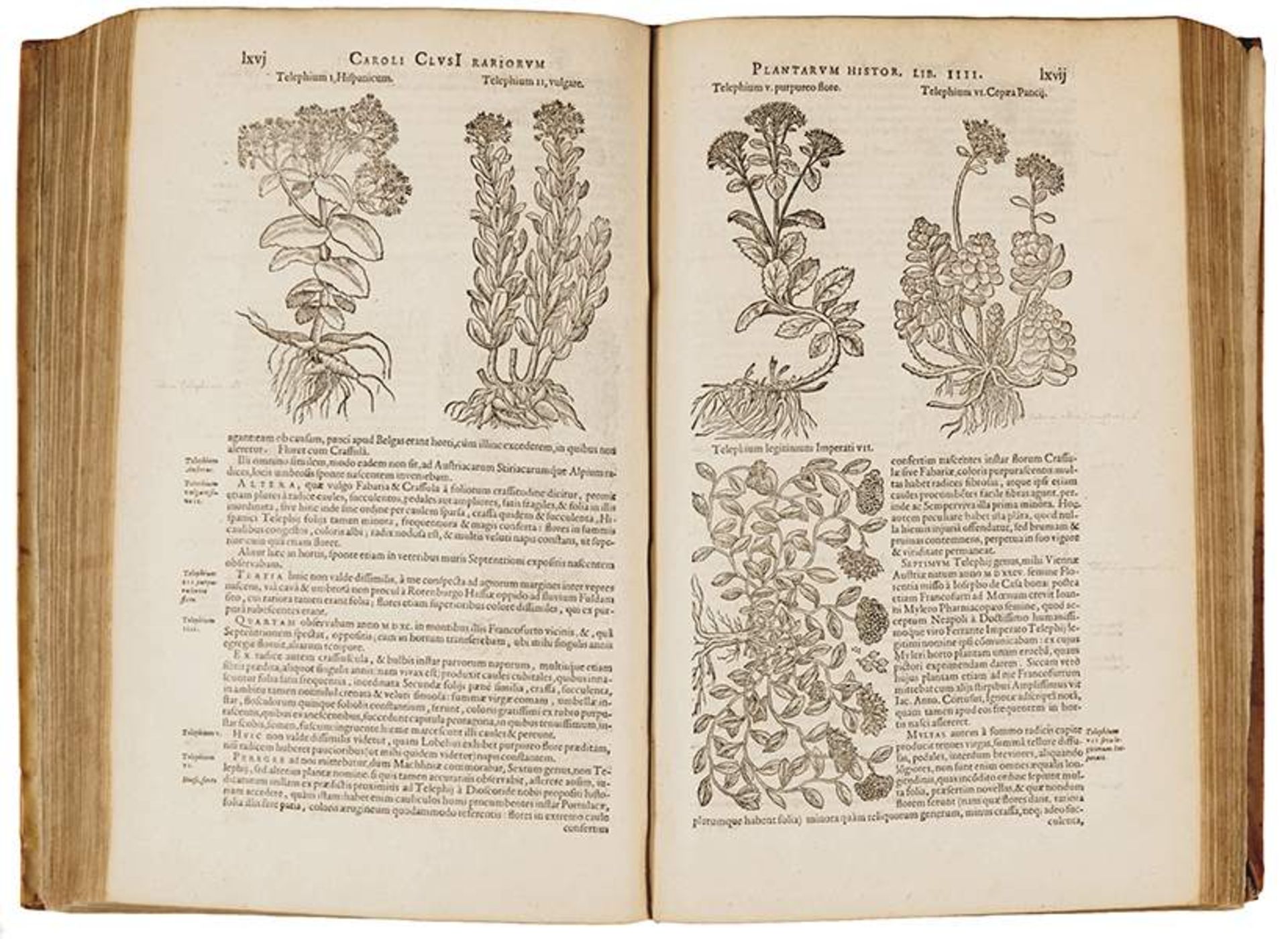 Biologie - Botanik - - Clusius, Carolus (das ist: Charles de L'Ecluse). Rariorum plantarum historia. - Image 3 of 3