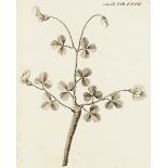 Biologie - Botanik - - Buxbaum, Johannes Christian. Plantarum minus cognitarum centuria I (-IV)