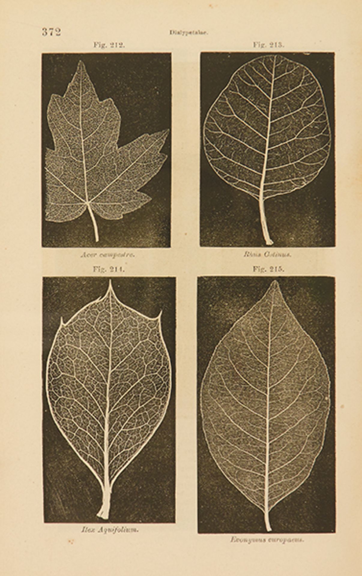 Biologie - Botanik - - Ettingshausen, Constantin von. Physiographie der Medicinal-Pflanzen. Nebst