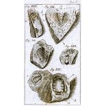 Mineralogie - - Wilkens, Christian Friedrich. Nachricht von seltenen Versteinerungen, vornemlich des