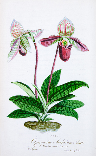 Biologie - Botanik - - Passedouet, A. F. Les Cypripedes. Histoire, iconographie, culture. - Image 3 of 4
