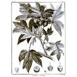Biologie - Botanik - - La Billardiere, J. J. de. Icones. Plantarum Syriae rariorum descriptionibus