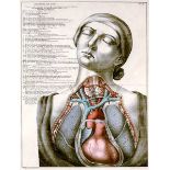 Medizin - Anatomie - - Ortalli, Franz. Die Eingeweide der Schädel-, Brust- und Bauchhöhle des