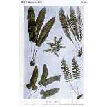Biologie - Botanik - - Bouloumoy, Louis. Flore du Liban et de la Syrie. Text- und Tafelband. Mit 512