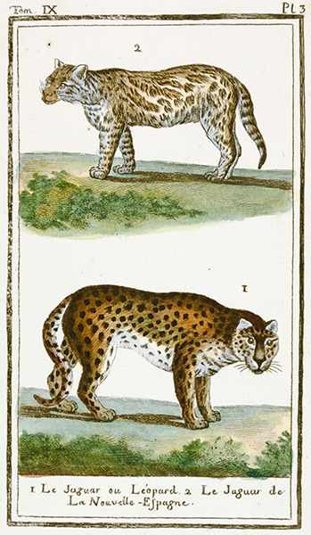 Biologie - Zoologie - - Holandre, F. Planches pour l'abrégé d'histoire naturelle. Quadrupèdes. Teile - Image 5 of 6