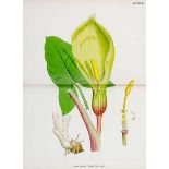 Biologie - Botanik - - Sowerby, John Edward. English Botany; or, Coloured Figures of British Plants.