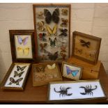 SPECIMENS - a collection of framed butterflies and a wooden specimen container (empty of specimens).