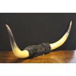 COW HORNS - a pair of mounted cow horns measuring 96cm in total.