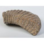 A woolly mammoth tooth Pleistocene Period, 2.8 million-11,700 years BP, 22cm.