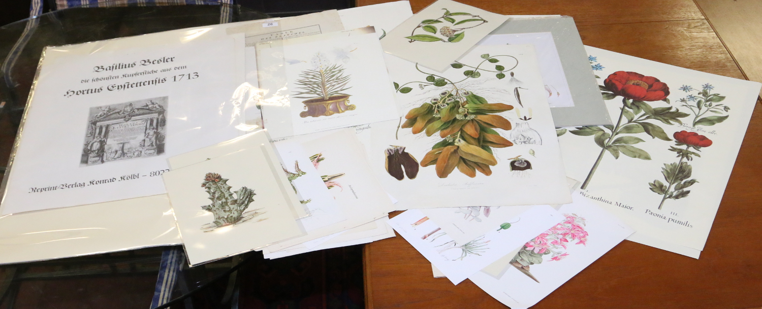 A folder of prints and pictures of mainly botanical studies.