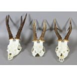 Three roe deer skulls and antlers.