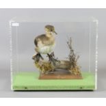 A cased taxidermy study of a juvenile grebe.