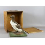 A cased taxidermy study of a guillemot.