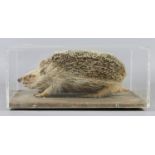 A cased taxidermy study of a hedgehog.